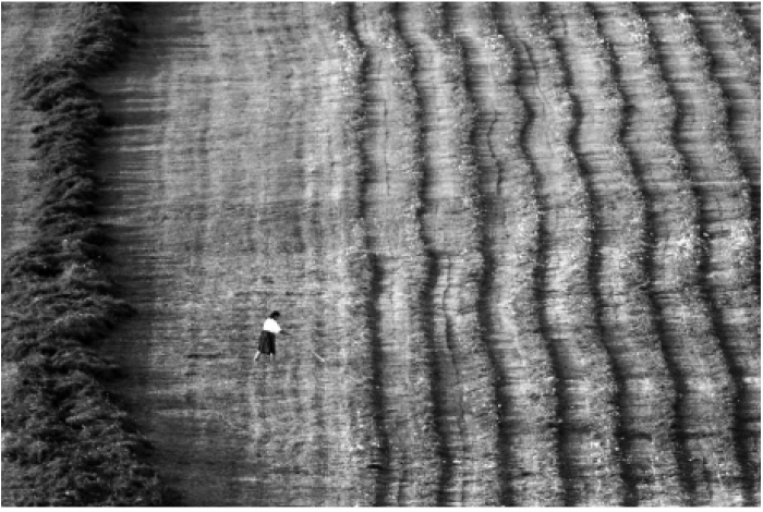 Fotografia câştigătoare la concursul cu tema LA RECOLTĂ