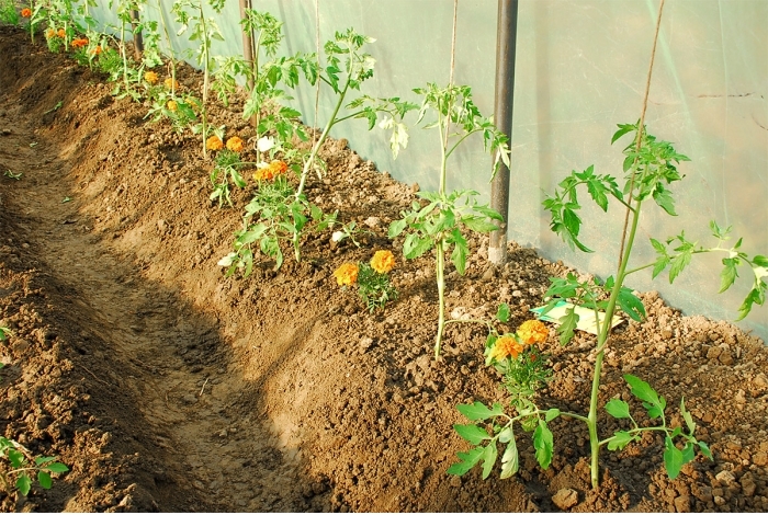 Plantele companion în grădinăritul bio