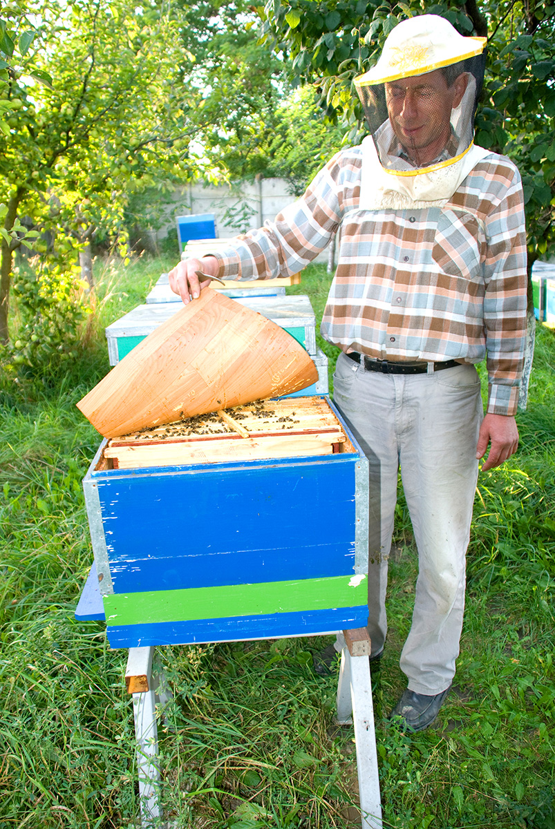 viziunea apicultorului)