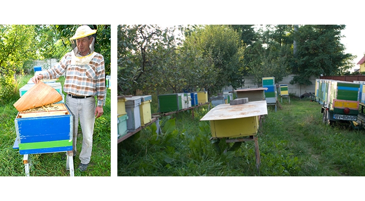 Bee Healthy! The Medicinal Purposes of Honey